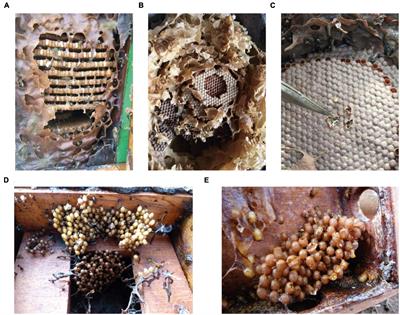 Further evidences of an emerging stingless bee-yeast symbiosis